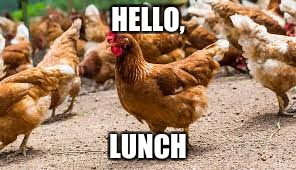 HELLO, LUNCH | image tagged in food | made w/ Imgflip meme maker
