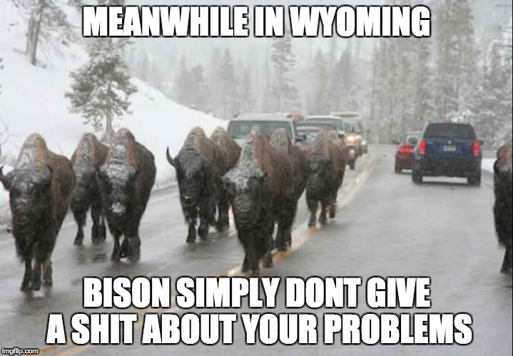 Bison DGAF | MEANWHILE IN WYOMING; BISON SIMPLY DONT GIVE A SHIT ABOUT YOUR PROBLEMS | image tagged in bison | made w/ Imgflip meme maker