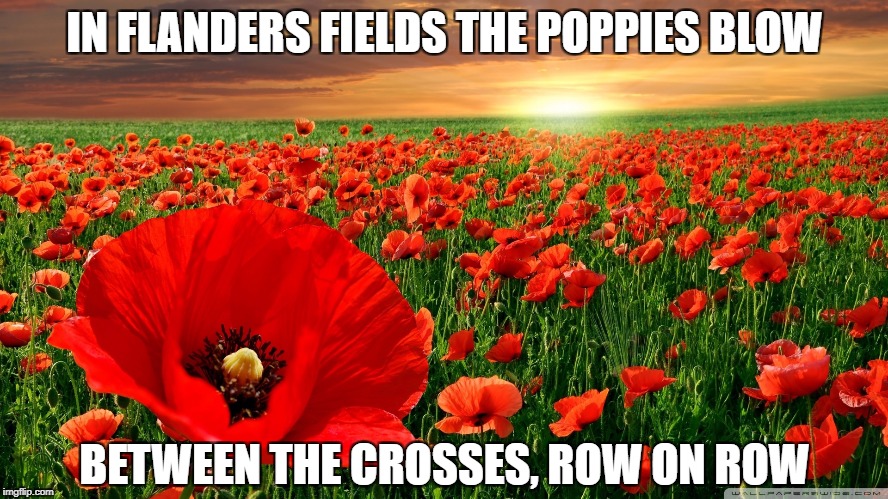 Poppy field | IN FLANDERS FIELDS THE POPPIES BLOW; BETWEEN THE CROSSES, ROW ON ROW | image tagged in poppy field | made w/ Imgflip meme maker