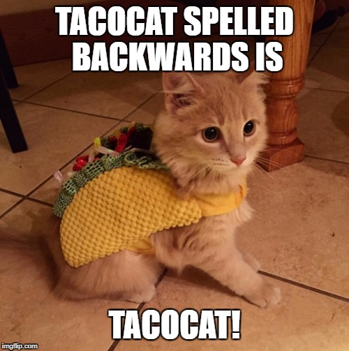 tacocat | TACOCAT SPELLED BACKWARDS IS; TACOCAT! | image tagged in tacocat | made w/ Imgflip meme maker
