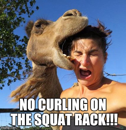 camel bite | NO CURLING ON THE SQUAT RACK!!! | image tagged in camel bite | made w/ Imgflip meme maker