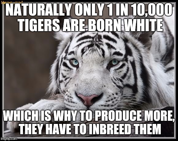 White Tiger | NATURALLY ONLY 1 IN 10,000 TIGERS ARE BORN WHITE; WHICH IS WHY TO PRODUCE MORE, THEY HAVE TO INBREED THEM | image tagged in white tiger | made w/ Imgflip meme maker