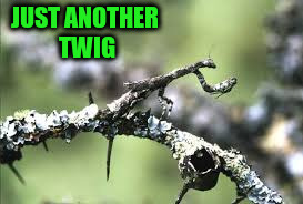 JUST ANOTHER TWIG | made w/ Imgflip meme maker