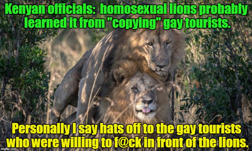 Queens of the jungle. | Kenyan officials:  homosexual lions probably learned it from "copying" gay tourists. Personally I say hats off to the gay tourists who were willing to f@ck in front of the lions. | image tagged in funny animals,lions,homosexual,copycat,tourists | made w/ Imgflip meme maker