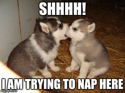 Cute Puppies Meme | SHHHH! I AM TRYING TO NAP HERE | image tagged in memes,cute puppies | made w/ Imgflip meme maker