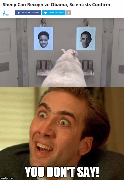 Duhhh! They voted for him twice. Four times in Chicago. | YOU DON'T SAY! | image tagged in nicholas cage,barack obama,funny memes,sheep,you don't say | made w/ Imgflip meme maker