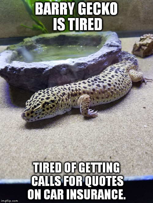 Tired Barry Gecko | BARRY GECKO IS TIRED; TIRED OF GETTING CALLS FOR QUOTES ON CAR INSURANCE. | image tagged in barry gecko,leopard gecko,car insurance,llizard | made w/ Imgflip meme maker