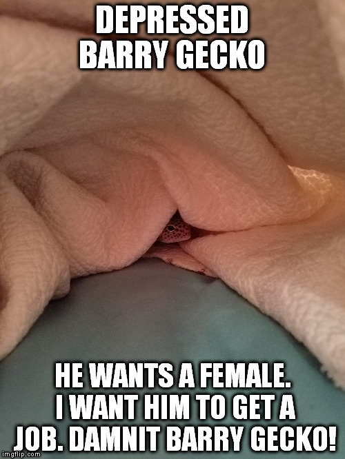 Depressed Barry Gecko | DEPRESSED BARRY GECKO; HE WANTS A FEMALE. I WANT HIM TO GET A JOB. DAMNIT BARRY GECKO! | image tagged in barry gecko funny leopard gecko depressed female gecko lizard | made w/ Imgflip meme maker