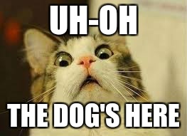 WOW CAT! 3 | UH-OH; THE DOG'S HERE | image tagged in wow cat 3 | made w/ Imgflip meme maker
