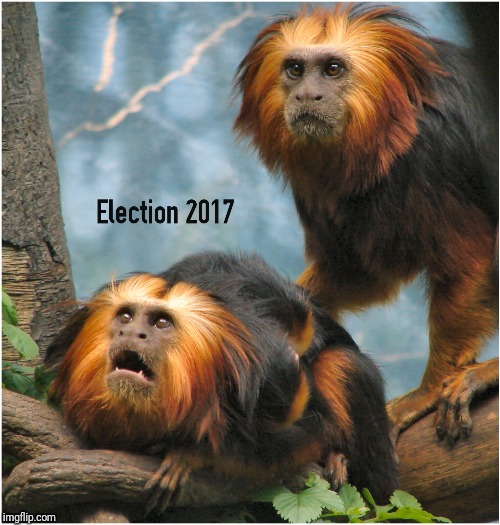 Election 2017 | image tagged in monkey,monkeys,election,election 2017,trump,hillary clinton | made w/ Imgflip meme maker