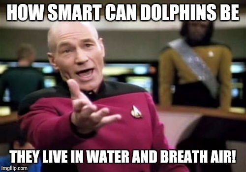 Picard Wtf Meme | HOW SMART CAN DOLPHINS BE; THEY LIVE IN WATER AND BREATH AIR! | image tagged in memes,picard wtf | made w/ Imgflip meme maker
