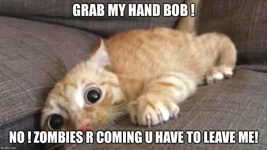 Bob ＆ the zombies | GRAB MY HAND BOB ! NO ! ZOMBIES R COMING U HAVE TO LEAVE ME! | image tagged in cat,cats,funny,funny cat memes,zombies,bob | made w/ Imgflip meme maker