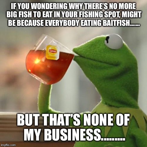 But That's None Of My Business Meme | IF YOU WONDERING WHY THERE’S NO MORE BIG FISH TO EAT IN YOUR FISHING SPOT, MIGHT BE BECAUSE EVERYBODY EATING BAITFISH....... BUT THAT’S NONE OF MY BUSINESS......... | image tagged in memes,but thats none of my business,kermit the frog | made w/ Imgflip meme maker