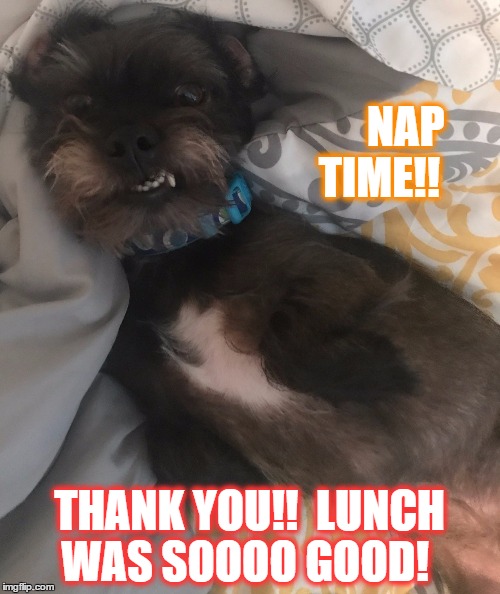 lazy pup | NAP TIME!! THANK YOU!!  LUNCH WAS SOOOO GOOD! | image tagged in lazy pup,thank you,lunch,nap time,food coma | made w/ Imgflip meme maker
