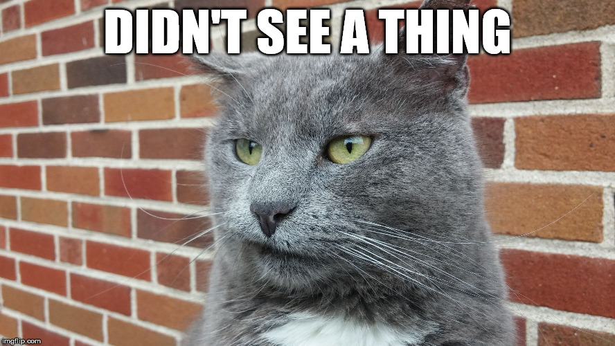 Evil Cat | DIDN'T SEE A THING | image tagged in evil cat | made w/ Imgflip meme maker