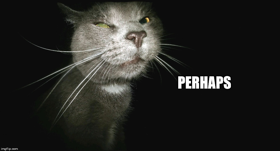 Stalker Cat | PERHAPS | image tagged in stalker cat | made w/ Imgflip meme maker