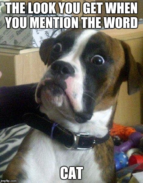 Surprised Dog | THE LOOK YOU GET WHEN YOU MENTION THE WORD; CAT | image tagged in surprised dog | made w/ Imgflip meme maker