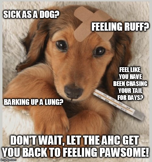 AHC Dog pound | SICK AS A DOG? FEELING RUFF? FEEL LIKE YOU HAVE BEEN CHASING YOUR TAIL FOR DAYS? BARKING UP A LUNG? DON'T WAIT, LET THE AHC GET YOU BACK TO FEELING PAWSOME! | image tagged in ahc,dogpound | made w/ Imgflip meme maker