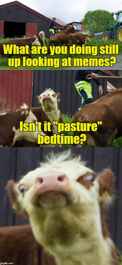 Time to quit grazing on memes | What are you doing still up looking at memes? Isn't it "pasture" bedtime? | image tagged in bad pun cow,memes,meme addict,you might be a meme addict,imgflip,late night meme | made w/ Imgflip meme maker