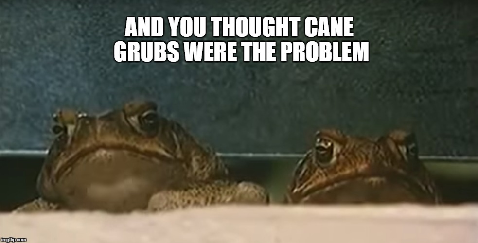 AND YOU THOUGHT CANE GRUBS WERE THE PROBLEM | image tagged in frogs | made w/ Imgflip meme maker
