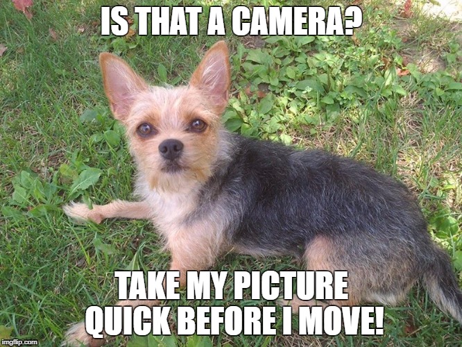 IS THAT A CAMERA? TAKE MY PICTURE QUICK BEFORE I MOVE! | made w/ Imgflip meme maker