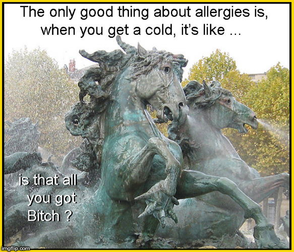 Three days in you realize…oh, it’s not allergies…I have a cold… | image tagged in allergies,lol so funny,funny memes,front page,lol,hilarious | made w/ Imgflip meme maker