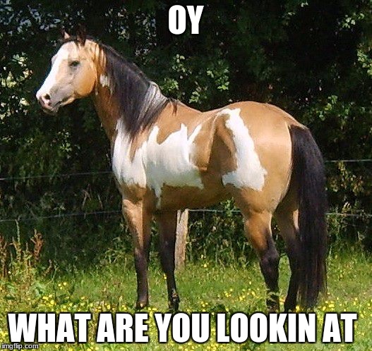 OY; WHAT ARE YOU LOOKIN AT | image tagged in madison | made w/ Imgflip meme maker