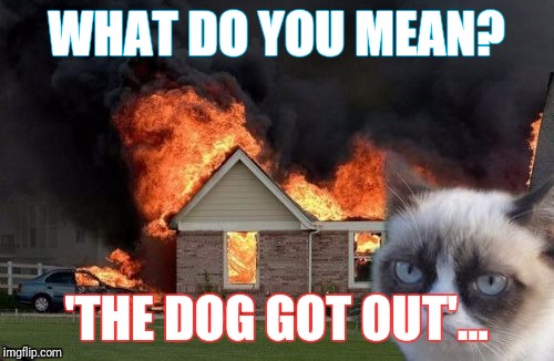 Burn Kitty Meme | WHAT DO YOU MEAN? 'THE DOG GOT OUT'... | image tagged in memes,burn kitty,grumpy cat | made w/ Imgflip meme maker