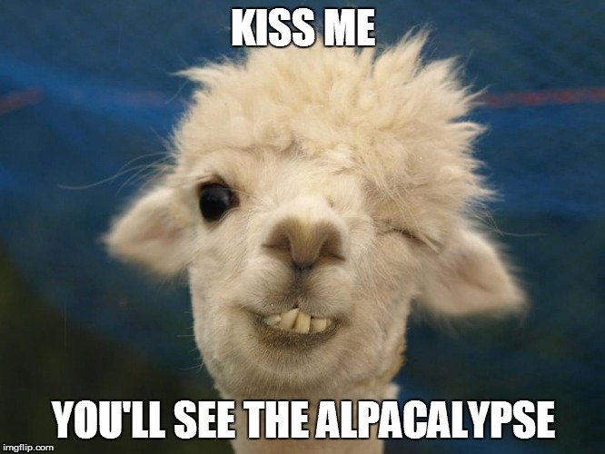 alpaca | KISS ME; YOU'LL SEE THE ALPACALYPSE | image tagged in alpaca | made w/ Imgflip meme maker