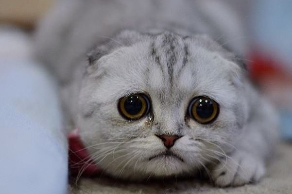 Sad kitten pictures