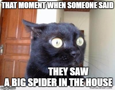 OMG did you say "Spider" ??! | THAT MOMENT WHEN SOMEONE SAID; THEY SAW A BIG SPIDER IN THE HOUSE | image tagged in scared cat | made w/ Imgflip meme maker