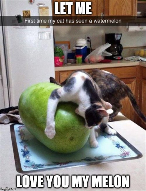 Cat loving a watermelon | LET ME; LOVE YOU MY MELON | image tagged in cat,watermelon | made w/ Imgflip meme maker