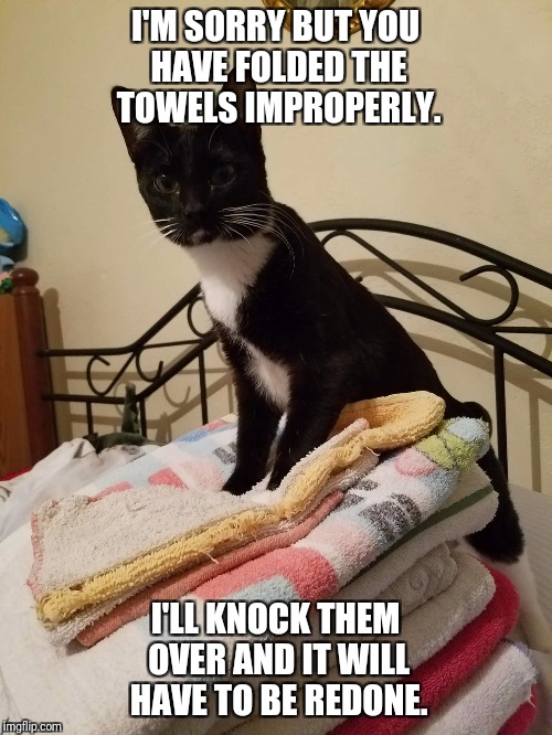 Black and white cat | I'M SORRY BUT YOU HAVE FOLDED THE TOWELS IMPROPERLY. I'LL KNOCK THEM OVER AND IT WILL HAVE TO BE REDONE. | image tagged in cats | made w/ Imgflip meme maker