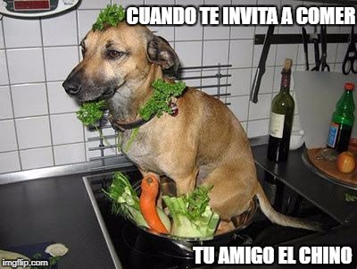 tu amigo el chino | CUANDO TE INVITA A COMER; TU AMIGO EL CHINO | image tagged in perro,comida,chino | made w/ Imgflip meme maker
