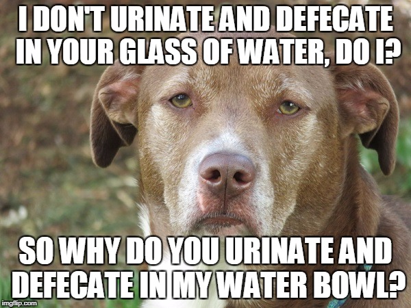 You know! The one downstairs that you keep locked in a huge closet? | I DON'T URINATE AND DEFECATE IN YOUR GLASS OF WATER, DO I? SO WHY DO YOU URINATE AND DEFECATE IN MY WATER BOWL? | image tagged in unamused dog,unamused dog is unamused,really,memes,funny,meme | made w/ Imgflip meme maker