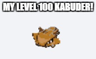 Kabuder! | MY LEVEL 100 KABUDER! | image tagged in pokemon,kabuder,wtf | made w/ Imgflip meme maker