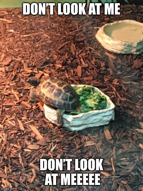 DON’T LOOK AT ME; DON’T LOOK AT MEEEEE | image tagged in turtle | made w/ Imgflip meme maker