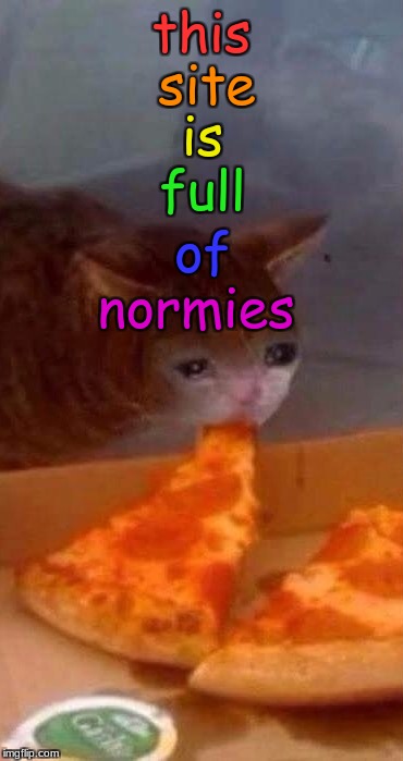 this cat hates normies | site; this; is; full; of; normies | image tagged in anti-normie act,cat eating pizza,rainbow text,imgflip is full of normies | made w/ Imgflip meme maker