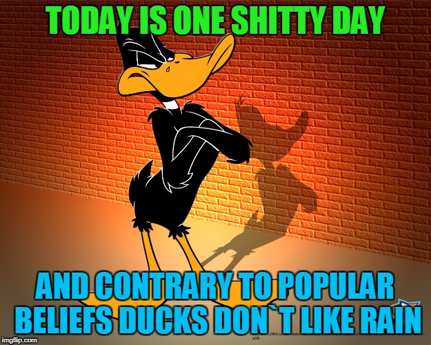 Daffy Duck TODAY IS ONE SHITTY DAY; AND CONTRARY TO POPULAR BELIEFS DUCKS D...