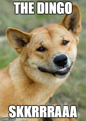 Dingo | THE DINGO; SKKRRRAAA | image tagged in dingo | made w/ Imgflip meme maker