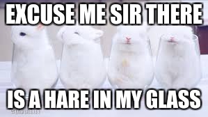 EXCUSE ME SIR THERE; IS A HARE IN MY GLASS | image tagged in rabutts | made w/ Imgflip meme maker