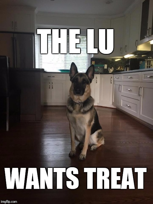 THE LU; WANTS TREAT | image tagged in pets | made w/ Imgflip meme maker