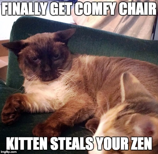 Zen Stealing Kitten | FINALLY GET COMFY CHAIR; KITTEN STEALS YOUR ZEN | image tagged in grumpy cat,kitten,grumpy face,comfy | made w/ Imgflip meme maker