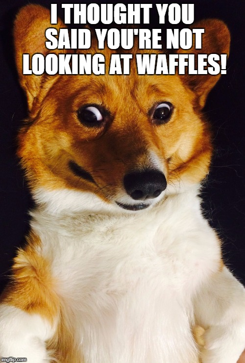 Corgi Comedy | I THOUGHT YOU SAID YOU'RE NOT LOOKING AT WAFFLES! | image tagged in corgi comedy | made w/ Imgflip meme maker