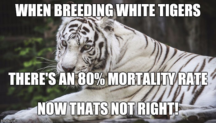 White Tiger Imgflip