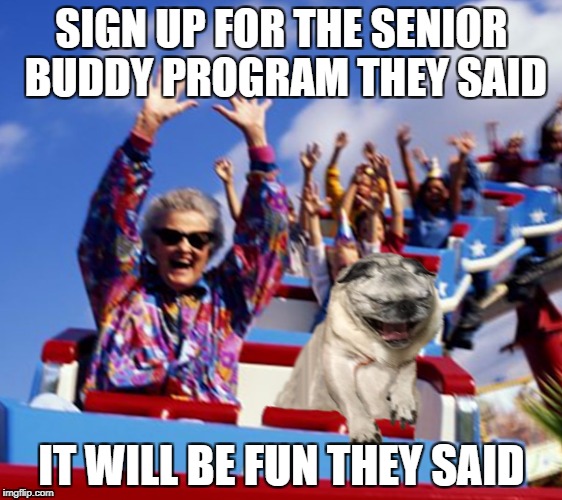 SIGN UP FOR THE SENIOR BUDDY PROGRAM THEY SAID; IT WILL BE FUN THEY SAID | image tagged in pug coaster | made w/ Imgflip meme maker