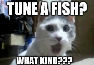 meow bout dat | TUNE A FISH? WHAT KIND??? | image tagged in meow bout dat | made w/ Imgflip meme maker