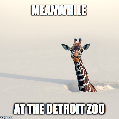 MEANWHILE; AT THE DETROIT ZOO | made w/ Imgflip meme maker
