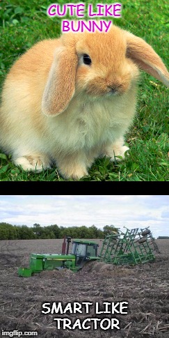 Cute like bunny | CUTE LIKE BUNNY; SMART LIKE TRACTOR | image tagged in bunny | made w/ Imgflip meme maker