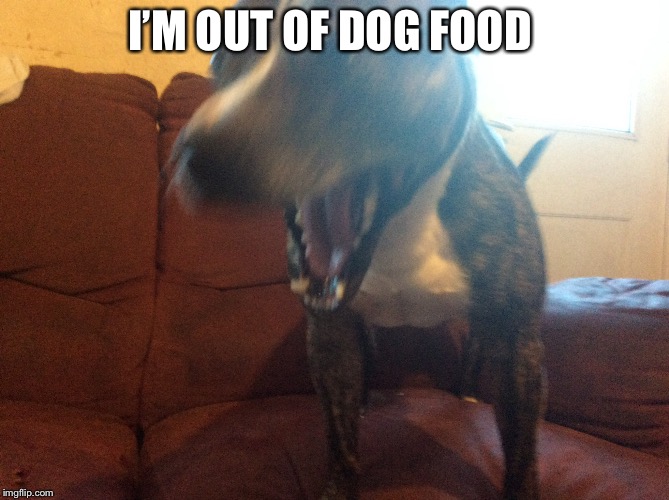 I’M OUT OF DOG FOOD | image tagged in dog,screaming,alittleblurry | made w/ Imgflip meme maker
